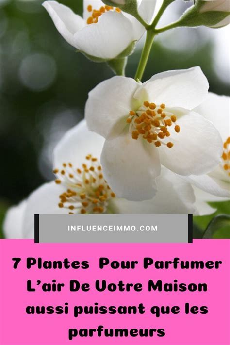 Solutions pour PARFUMEES .